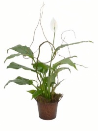 Peace Lily With Willow Plant