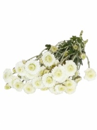Button Chrysanthemum White