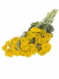 Button Chrysanthemum Yellow