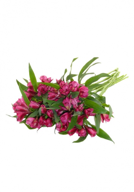 Alstroemeria Hot Pink