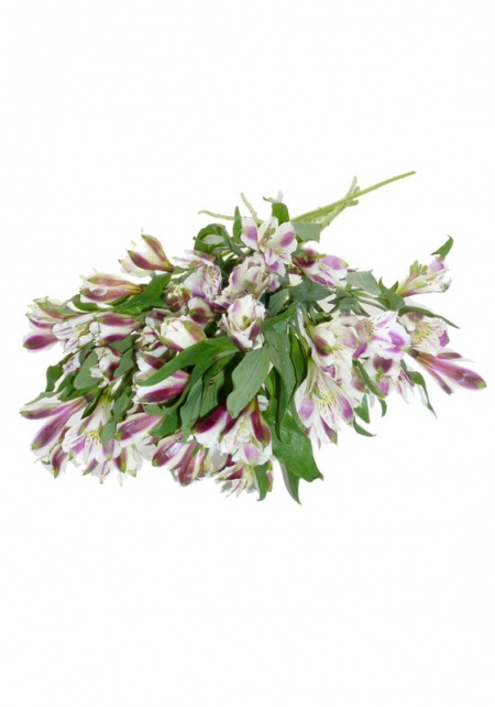 Alstroemeria Purple and White