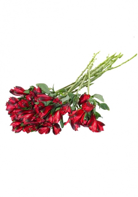 Alstroemeria Red