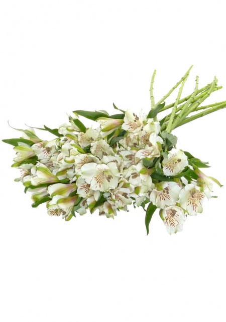 Alstroemeria White