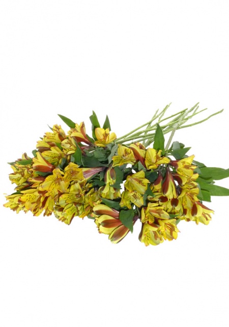 Alstroemeria Yellow