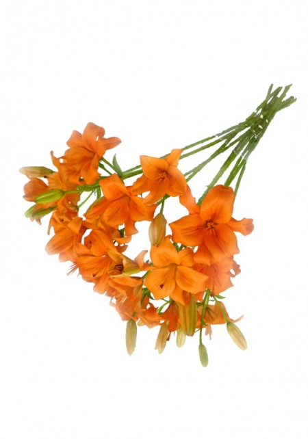 Asiatic Lilies Orange