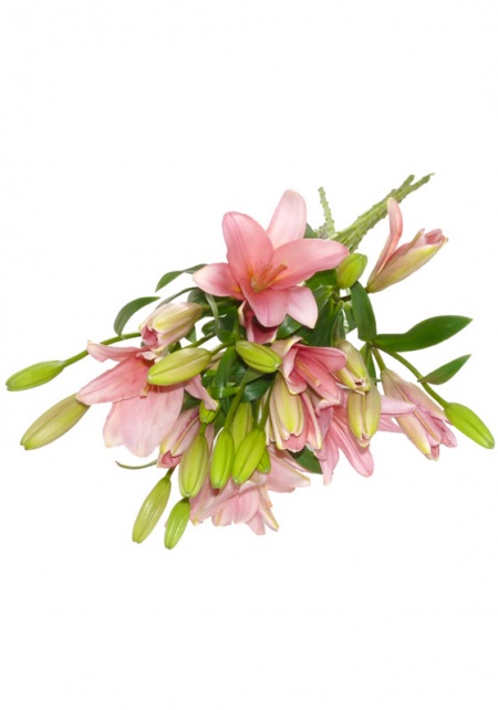 Asiatic Lilies Pink