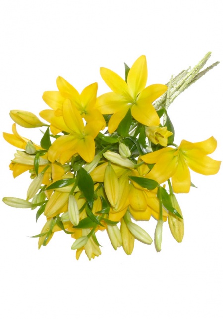 Asiatic Lilies Yellow