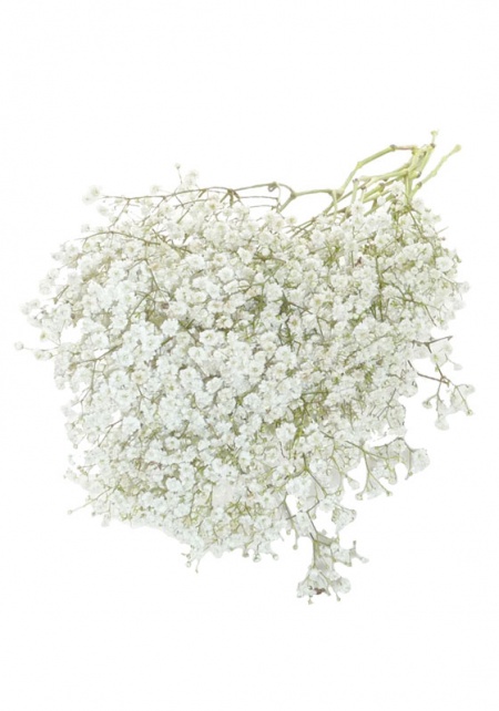Babies Breath - Gypsophila