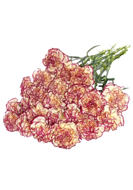 Carnation Varigated Burgundy and Yellow