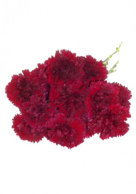 Carnation Burgundy