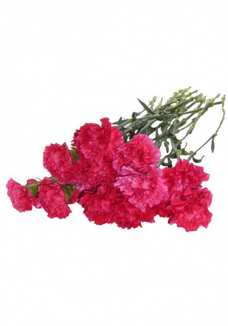 Carnations Hot Pink