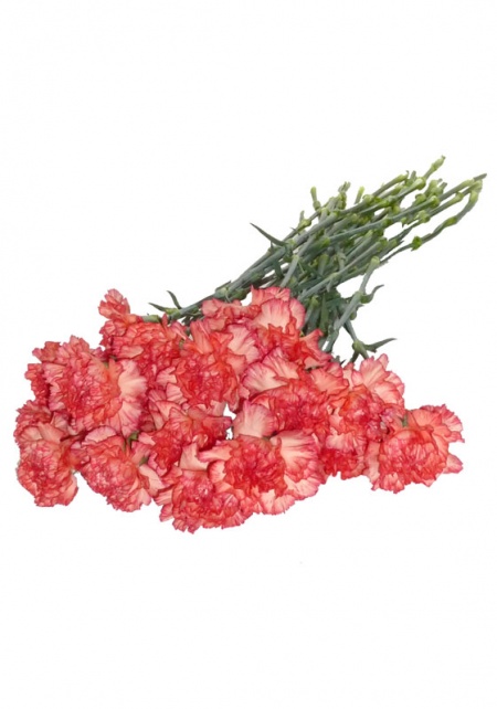 Carnations Orange