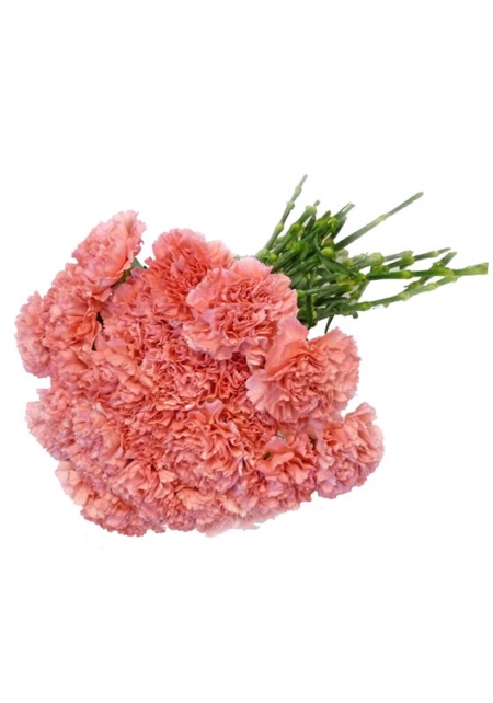 Carnations Medium Pink