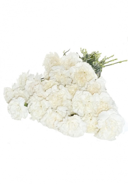Carnations White