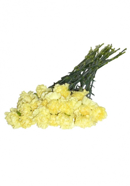 Carnations Yellow