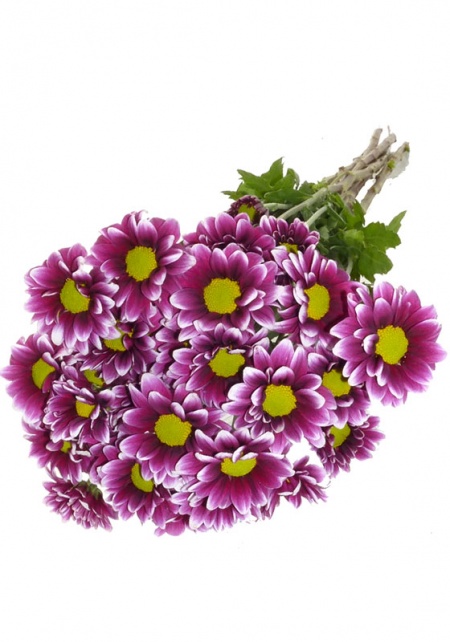 Daisy Varigated Purple and White