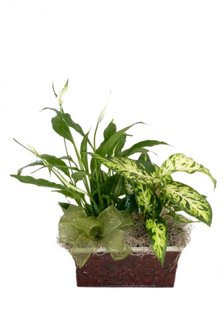 Double House Plant Planter