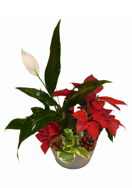 European Poinsettia Planter