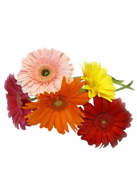 Gerbera Daisies