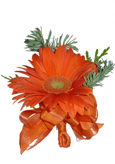 Gerbera And Evergreen Delight