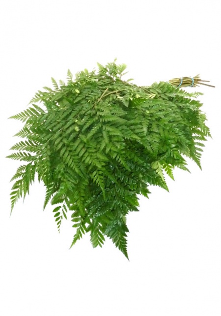 Leather Leaf Fern