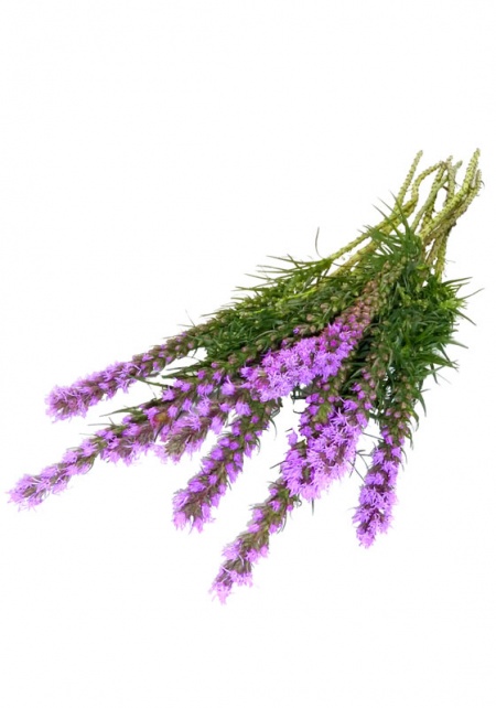 Liatris 