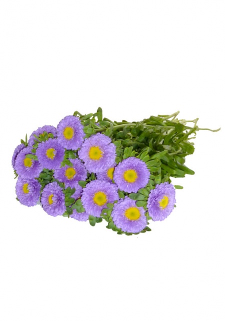 Matsumoto Asters Lavender