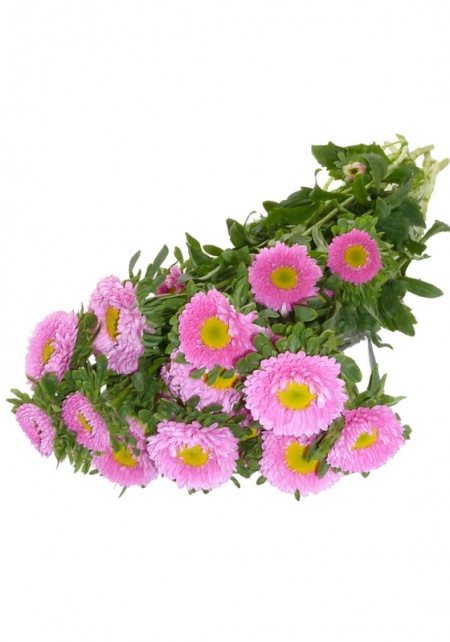 Matsumoto Asters Pink