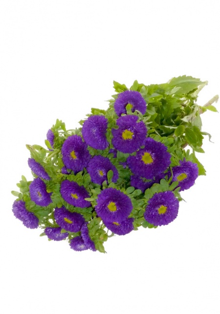 Matsumoto Asters Purple