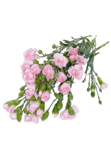 Mini Carnations Light Pink