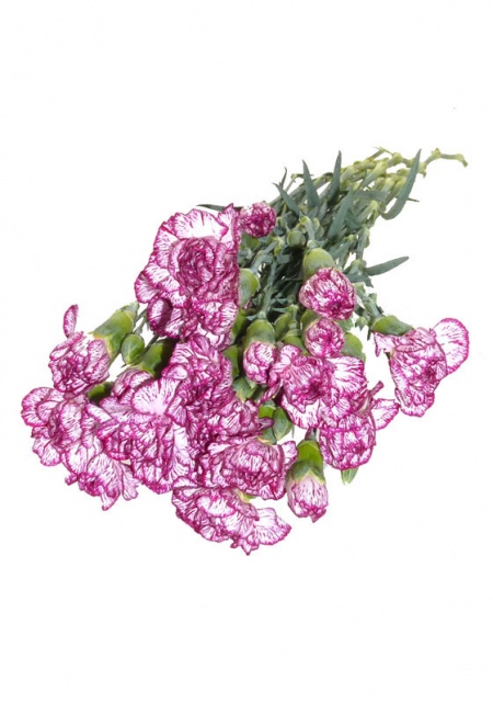 Mini Carnations Varigated Purple and White