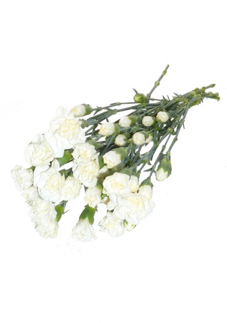 Mini Carnations White