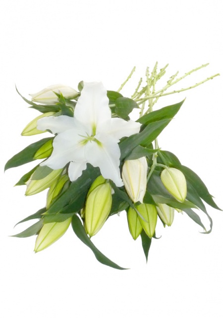 Oriental Lilies White