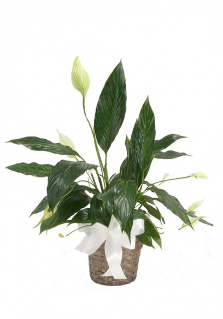 Peace Lily Plant