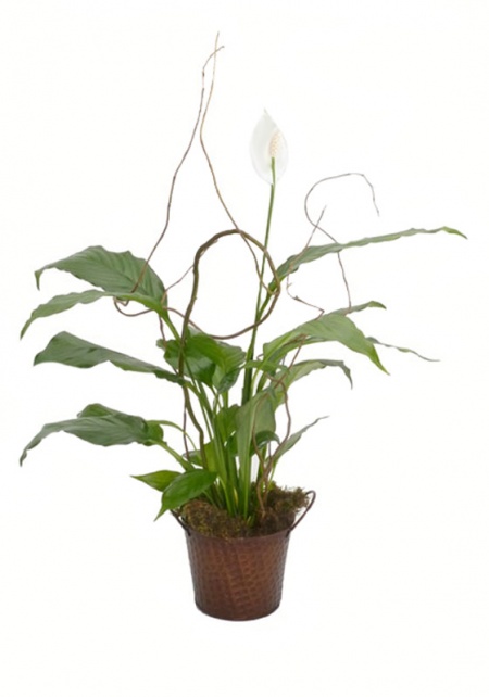 Peace Lily With Willow Plant