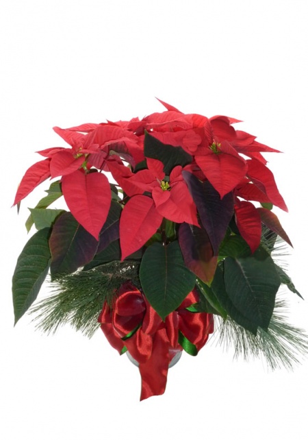 Poinsettia 