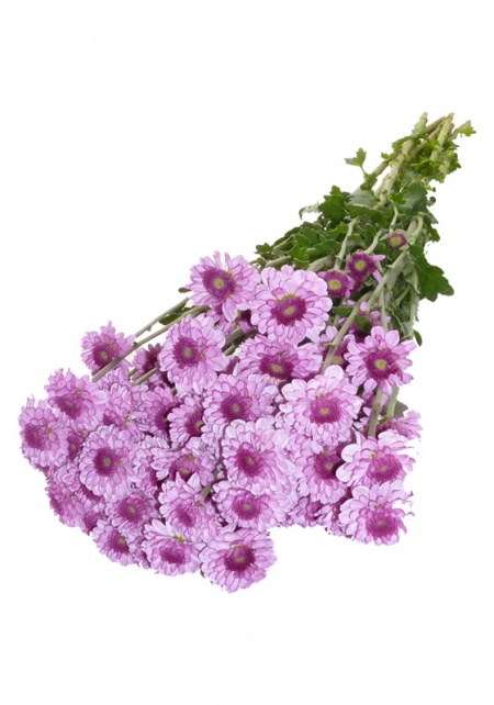 Button Chrysanthemum Lavender