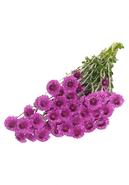 Button Chrysanthemum Purple