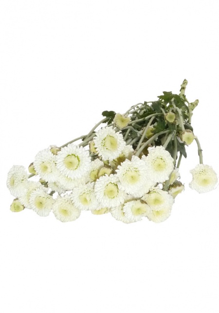 Button Chrysanthemum White