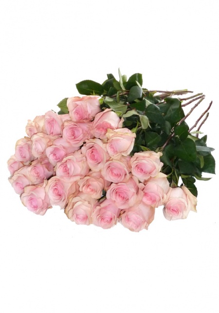 Roses Pink 60 cm