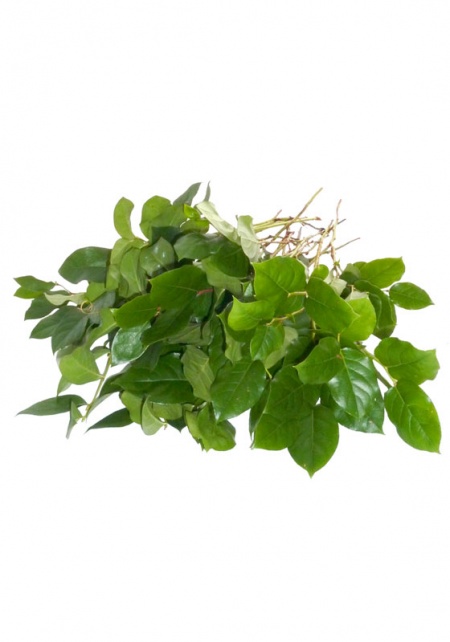 Salal