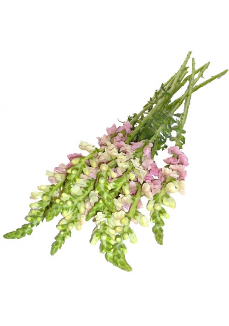 Snapdragons Light Pink