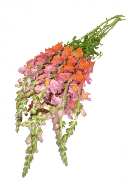 Snapdragons Varigated Orange and Pink