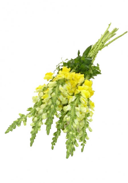 Snapdragons Yellow