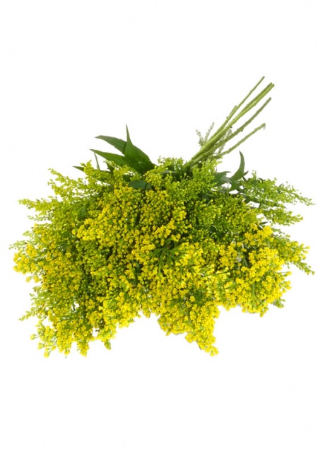 Solidago