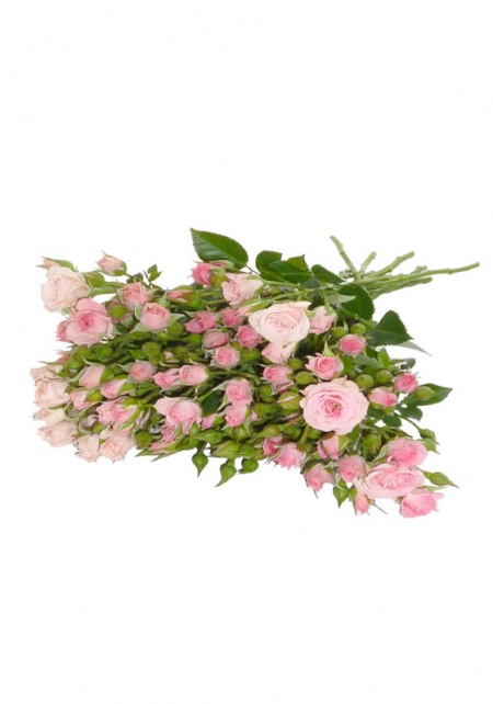 Spray Roses Light Pink