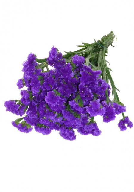 Satice Purple
