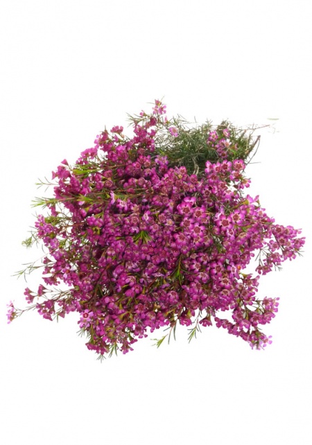 Waxflower Purple