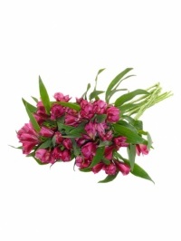 Alstroemeria Hot Pink