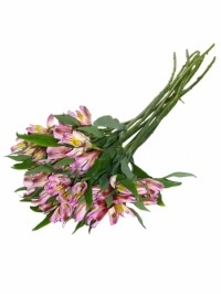 Alstroemeria Light Pink